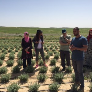 Agricultural sustainability project at Wadi Atir.